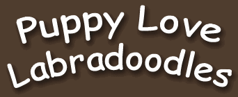 Puppy Love Labradoodles - Labradoodle Victoria