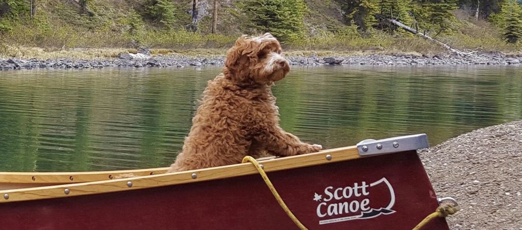 Labradoodle Breeder BC